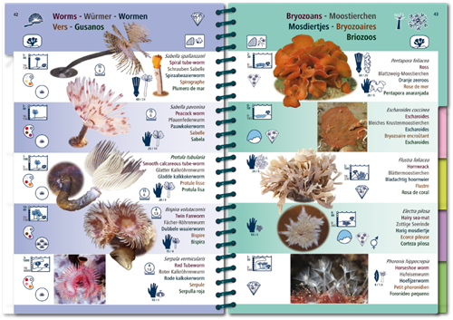 Oostelijke Atlantische Oceaan-7