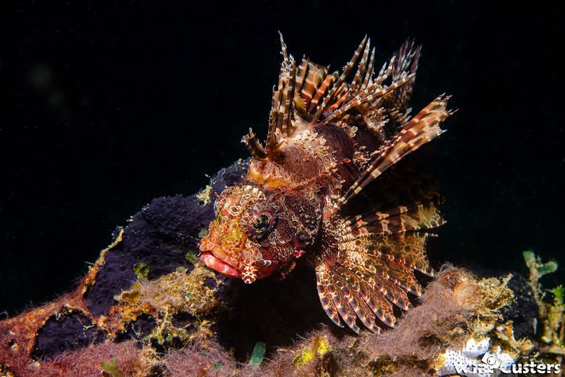 Moby Divers- Duikvakantie - 5