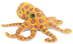 Blue Ringed Octopus 38-50cm