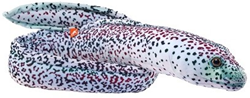 Eel Moray Peppered 137cm